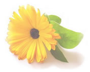 063��073 Reverse